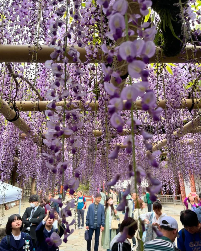 Purple curtains of blooming wisteria.  #wisteria #wisteriaflowers #wisterialane #wisteriahysteria #kasugataisha #nara #n