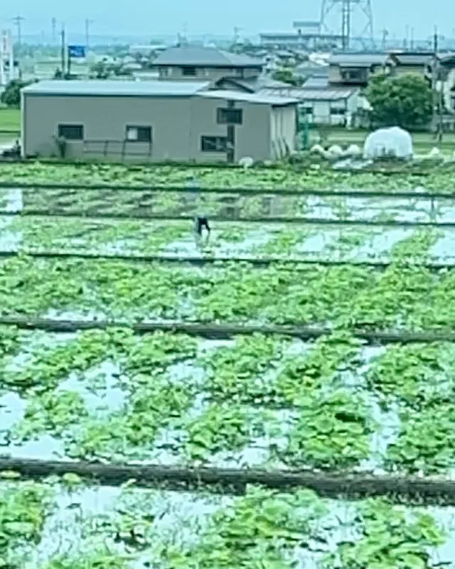 Wasabi cultivation, sale and consumption. #wasabi #freshwasabi #wasabifarm #omichomarket #fishmarket #japanesecuisine #j