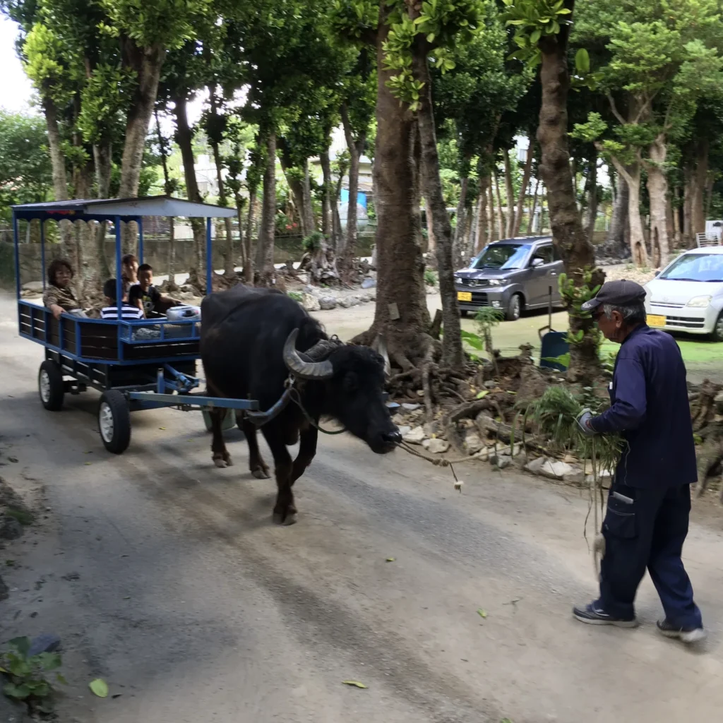Projížďka na vozíku taženého vodním buvolem